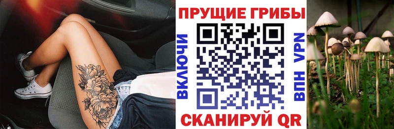 закладка  Белая Холуница  Псилоцибиновые грибы Psilocybine cubensis 